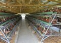 From Disaster to Recovery: Vanuatu Poultry Farm Rebuilds Stronger | News