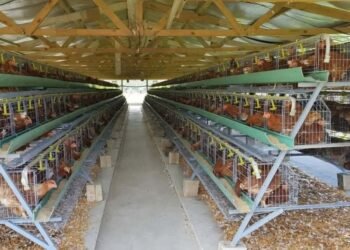 From Disaster to Recovery: Vanuatu Poultry Farm Rebuilds Stronger | News