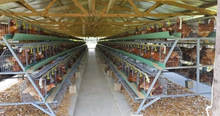 From Disaster to Recovery: Vanuatu Poultry Farm Rebuilds Stronger | News