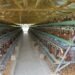 From Disaster to Recovery: Vanuatu Poultry Farm Rebuilds Stronger | News