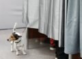 The Constitutional Court of Andorra annuls an eviction for having a dog in a rented apartment
