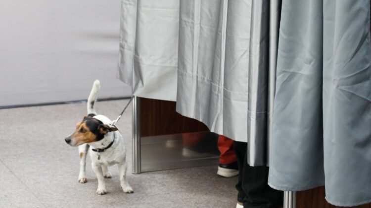 The Constitutional Court of Andorra annuls an eviction for having a dog in a rented apartment