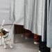 The Constitutional Court of Andorra annuls an eviction for having a dog in a rented apartment