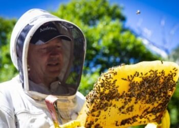 ‘Be a beekeeper for a day with a guided tour of Santa Coloma’