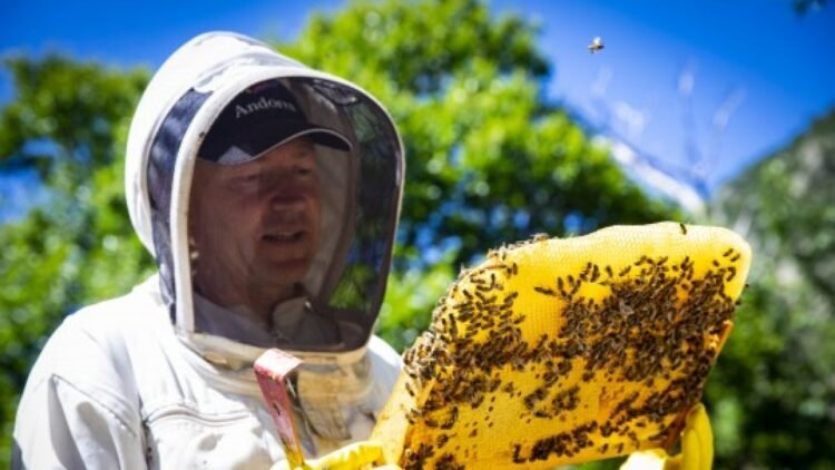 ‘Be a beekeeper for a day with a guided tour of Santa Coloma’