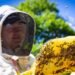 ‘Be a beekeeper for a day with a guided tour of Santa Coloma’