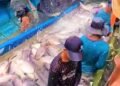 Bago Region expands fish farming industry