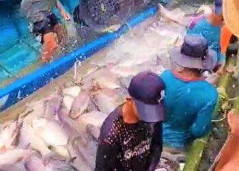 Bago Region expands fish farming industry