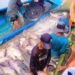 Bago Region expands fish farming industry