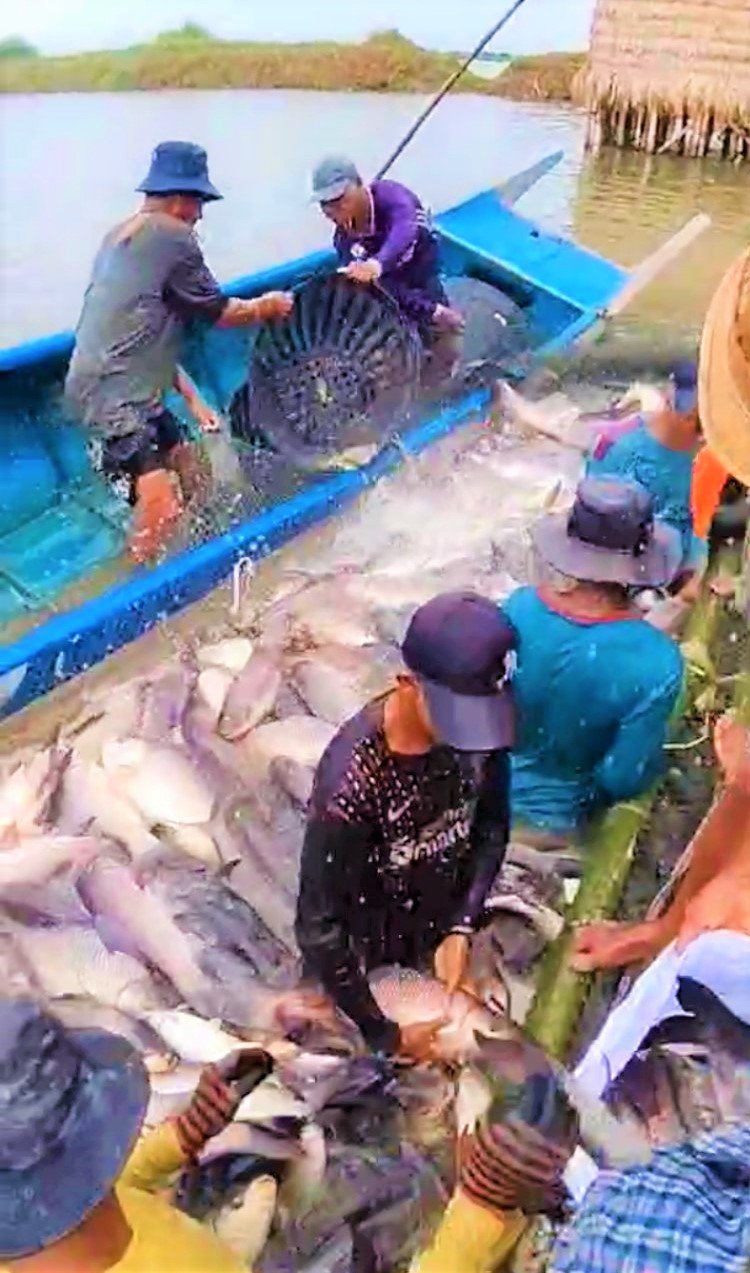 Bago Region expands fish farming industry
