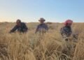 Livestock breeders in Karak demand the paving of an agricultural road due to its ruggedness