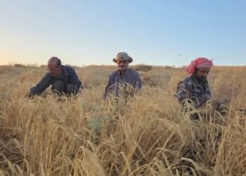 Livestock breeders in Karak demand the paving of an agricultural road due to its ruggedness