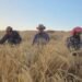Livestock breeders in Karak demand the paving of an agricultural road due to its ruggedness