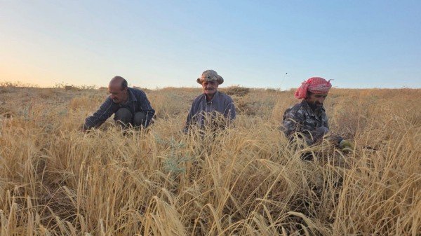 Livestock breeders in Karak demand the paving of an agricultural road due to its ruggedness