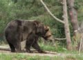 A bear was seen in Smiltene today – nra.lv
