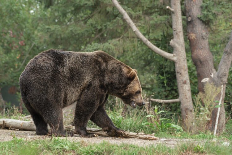 A bear was seen in Smiltene today – nra.lv