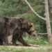 A bear was seen in Smiltene today – nra.lv