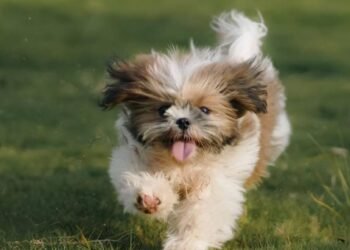 Tony Deyal | How much is that doggie? | Commentary