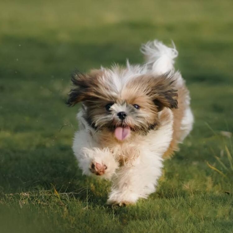 Tony Deyal | How much is that doggie? | Commentary