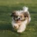 Tony Deyal | How much is that doggie? | Commentary