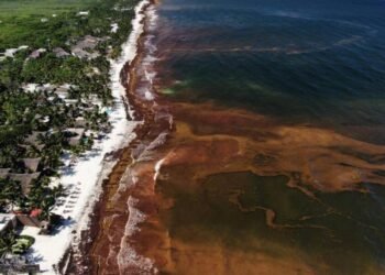 A blanket of seaweed smothers coastlines from the Caribbean to Mexico | News