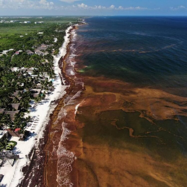 A blanket of seaweed smothers coastlines from the Caribbean to Mexico | News