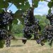 Drought and heat could bring forward Swiss grape harvest