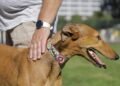 SPCA not seeking to extend New Zealand greyhound racing ban to horse racing