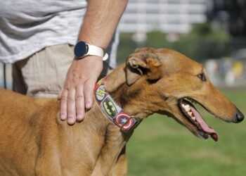 SPCA not seeking to extend New Zealand greyhound racing ban to horse racing