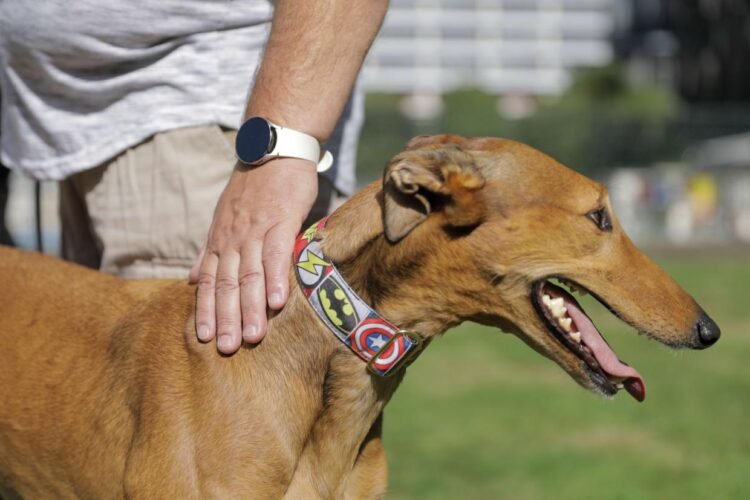SPCA not seeking to extend New Zealand greyhound racing ban to horse racing