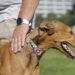 SPCA not seeking to extend New Zealand greyhound racing ban to horse racing
