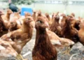 NZ’s free-range poultry in ‘Flockdown’ as hundreds of thousands of hens move indoors