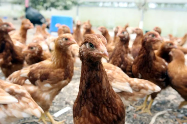NZ’s free-range poultry in ‘Flockdown’ as hundreds of thousands of hens move indoors