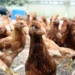 NZ’s free-range poultry in ‘Flockdown’ as hundreds of thousands of hens move indoors