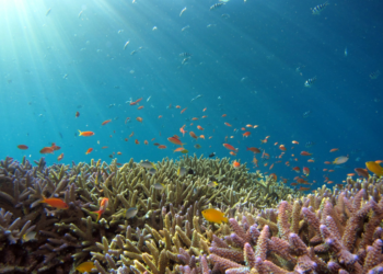 Bloomberg Philanthropies Deploys $260 Million to Expand Global Ocean Protection