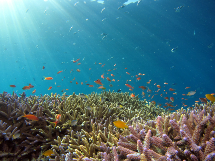 Bloomberg Philanthropies Deploys $260 Million to Expand Global Ocean Protection
