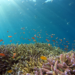 Bloomberg Philanthropies Deploys $260 Million to Expand Global Ocean Protection