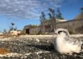 In the 1960s, the U.S. ran nuclear tests and dumped radioactive waste off Johnston Atoll. After decades of being uninhabited, it became a refuge for hundreds of species