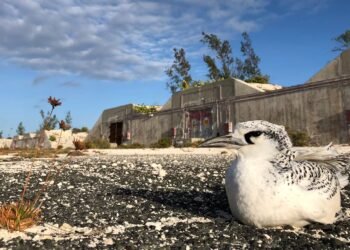 In the 1960s, the U.S. ran nuclear tests and dumped radioactive waste off Johnston Atoll. After decades of being uninhabited, it became a refuge for hundreds of species