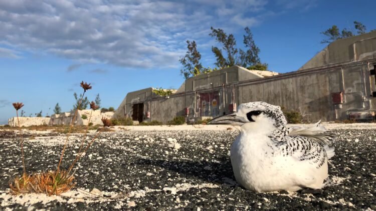 In the 1960s, the U.S. ran nuclear tests and dumped radioactive waste off Johnston Atoll. After decades of being uninhabited, it became a refuge for hundreds of species