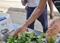 Roots Herbal promotes local medicinal plants and healthy living at community wellness event