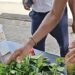 Roots Herbal promotes local medicinal plants and healthy living at community wellness event