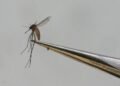 6th case of travel-related dengue reported on Oahu