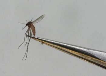 6th case of travel-related dengue reported on Oahu