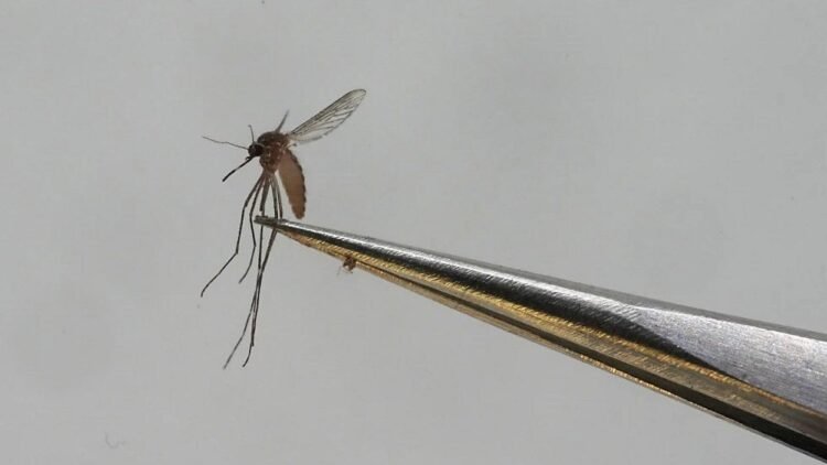 6th case of travel-related dengue reported on Oahu