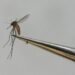 6th case of travel-related dengue reported on Oahu