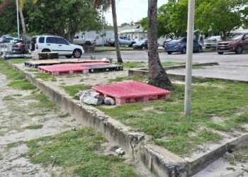 Enterprise vendors fear worsening sargassum will threaten livelihoods