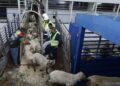 41 people appear before the judiciary in the corruption of importing one million heads of livestock – Al-Shorouk Online