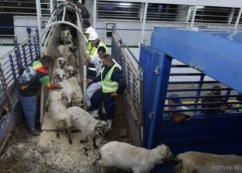 41 people appear before the judiciary in the corruption of importing one million heads of livestock – Al-Shorouk Online