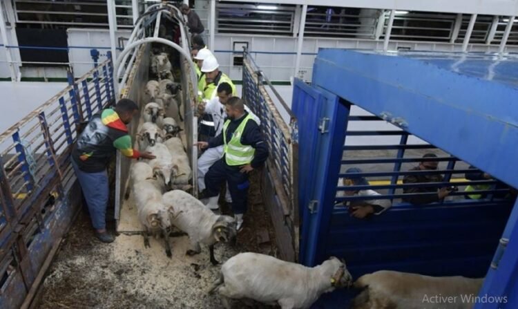 41 people appear before the judiciary in the corruption of importing one million heads of livestock – Al-Shorouk Online